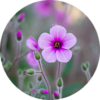fleur hérault