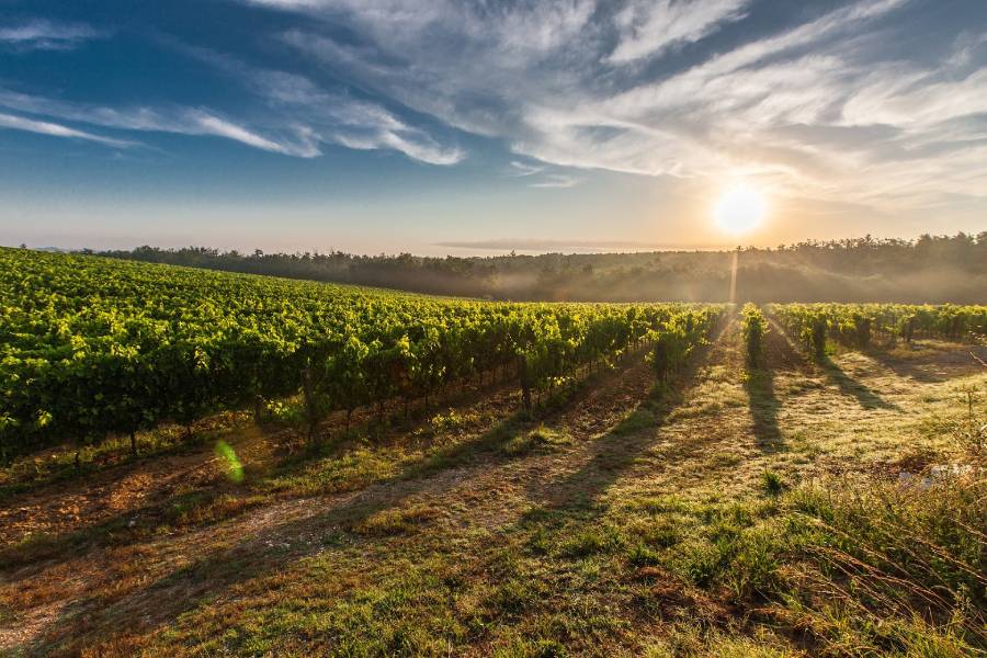 Vignoble de l’Aude au soleil couchant