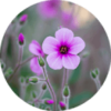 Le géranium de madère