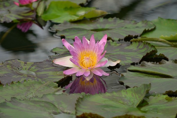 jardin plantes japonaises toulouse